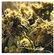 PlaTEAU- Kushbush + Music For Grass Bars Special Edition